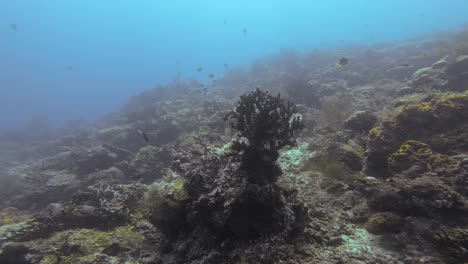 Una-Solitaria-Estructura-De-Coral-Oscuro-Rodeada-De-Diversa-Vida-Marina