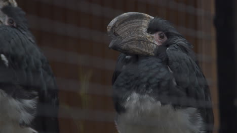 single trumpeter hornbill  turning it's head