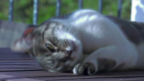 Tabby-cat-on-wooden-table-napping-in-the-sunshine,-rolling-over-and-stretching