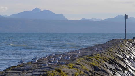 Gaviotas-Descansando-En-El-Dique-Junto-Al-Lago-Léman-Del-Puerto-De-Lutry-Y-Los-Alpes-En-El-Fondo