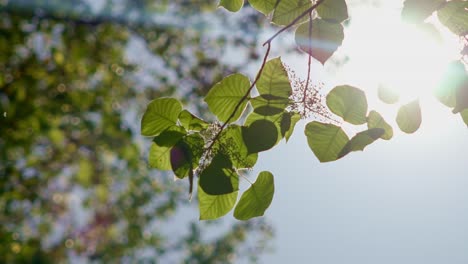 Sun-shining-through-tree-branches-with-green-leaves-and-blossoms