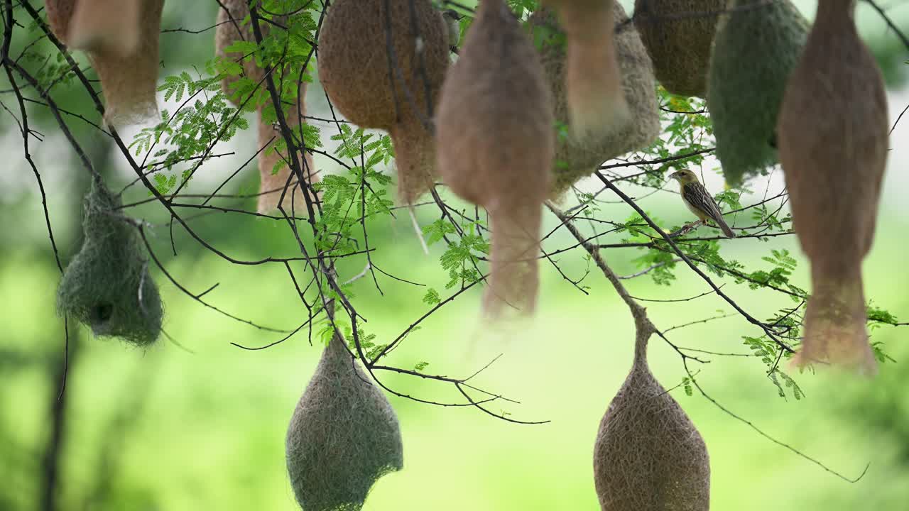 Close view of Baya Weaver bird examining woven hanging nests