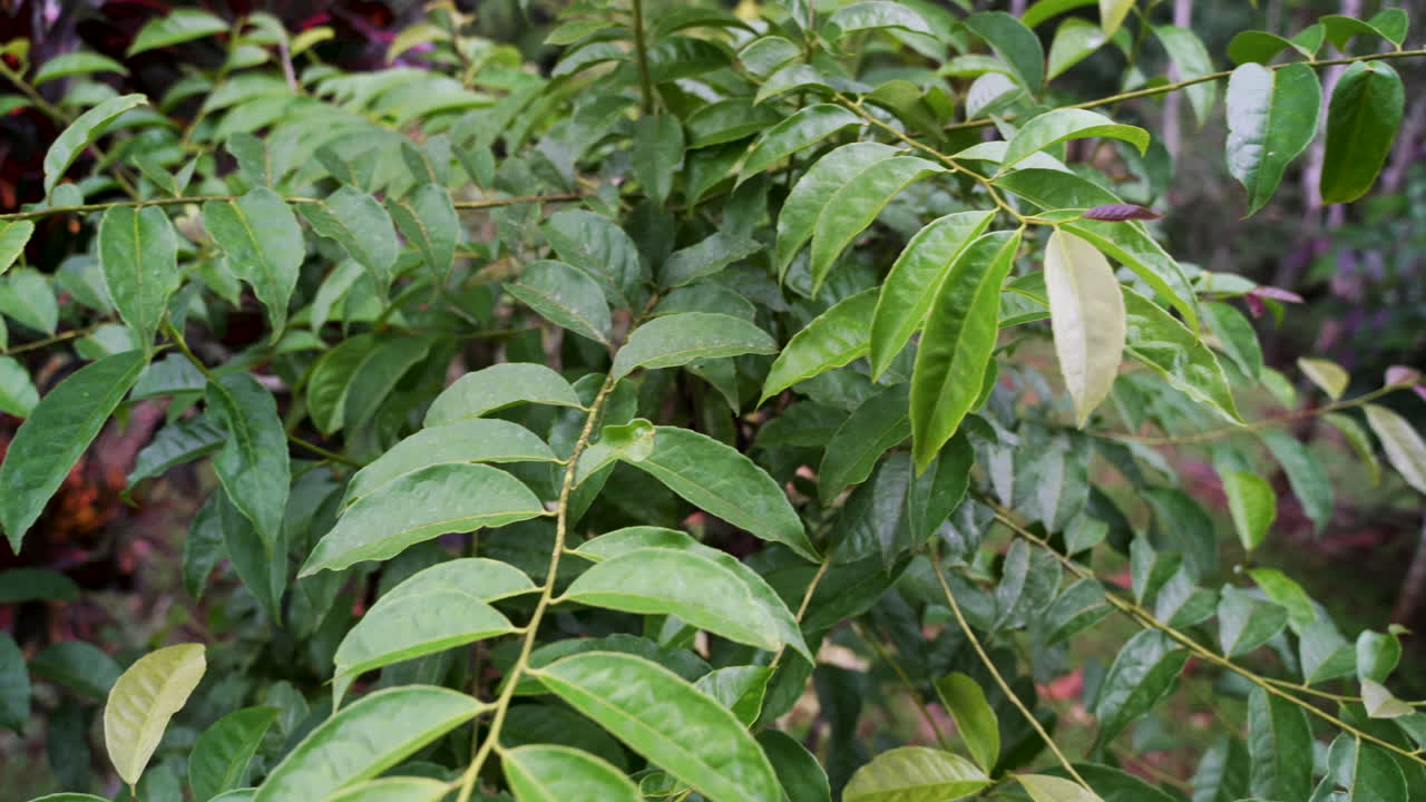 toma panorámica lenta de la planta curativa guayusa tena verde en la selva tropical de ecuador