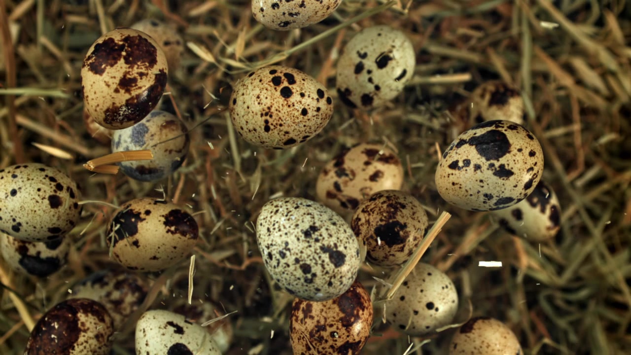 Quail Eggs Floating in Slow Motion Above Hay