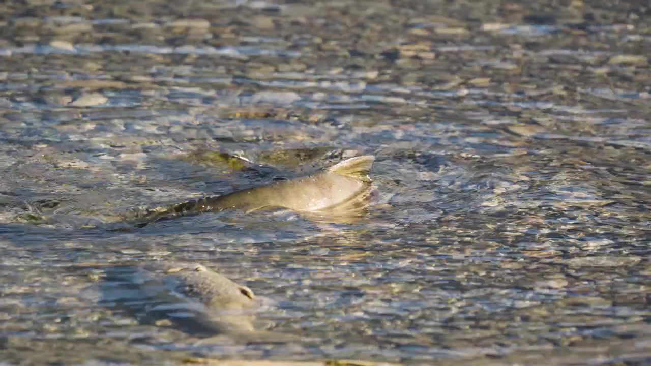 Hundelaks på lavt vand i en flod i British Columbia, efter gydedøden