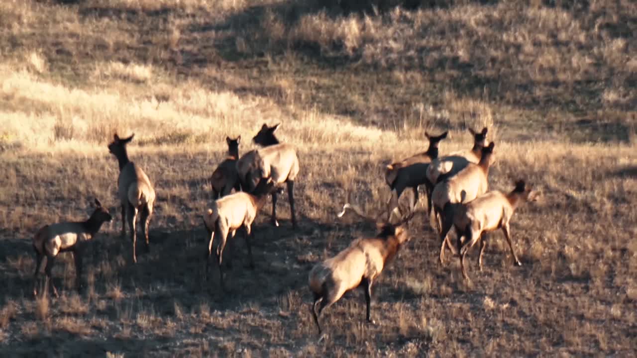 una manada de alces se mueve a lo largo de una ladera y pasta