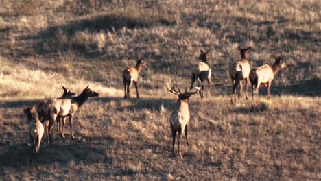 una manada de alces se mueve a lo largo de una ladera y pasta