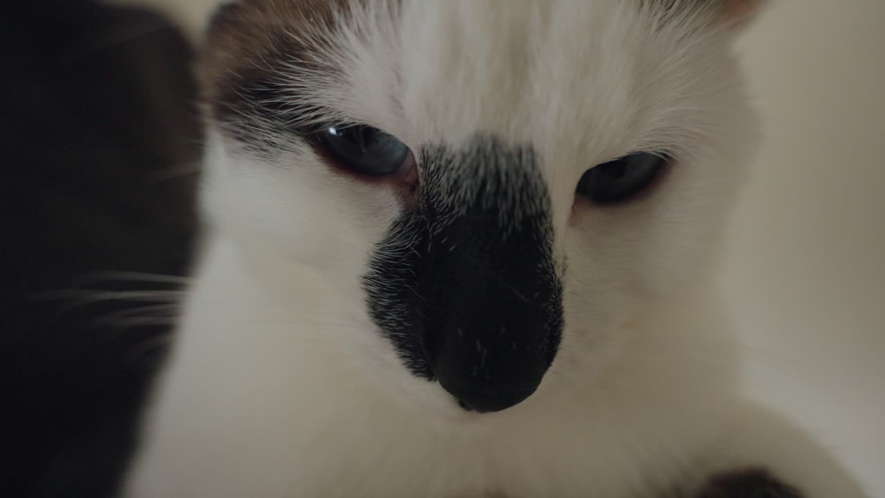 검은색과 색의 고양이의 클로즈업