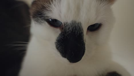 primer plano de un gato blanco y negro