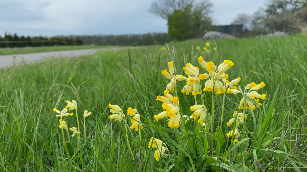 Flowering Common cowslips (Primula veris) on the roadside on Vormsi Island, Estonia.