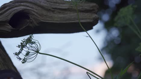 close up shot of a wild field plant and a rustic old farm fence at sunset, close up shot.