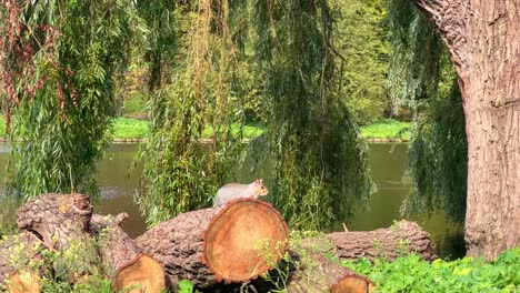 Eichhörnchen-Im-Londoner-Central-Park-Tagsüber