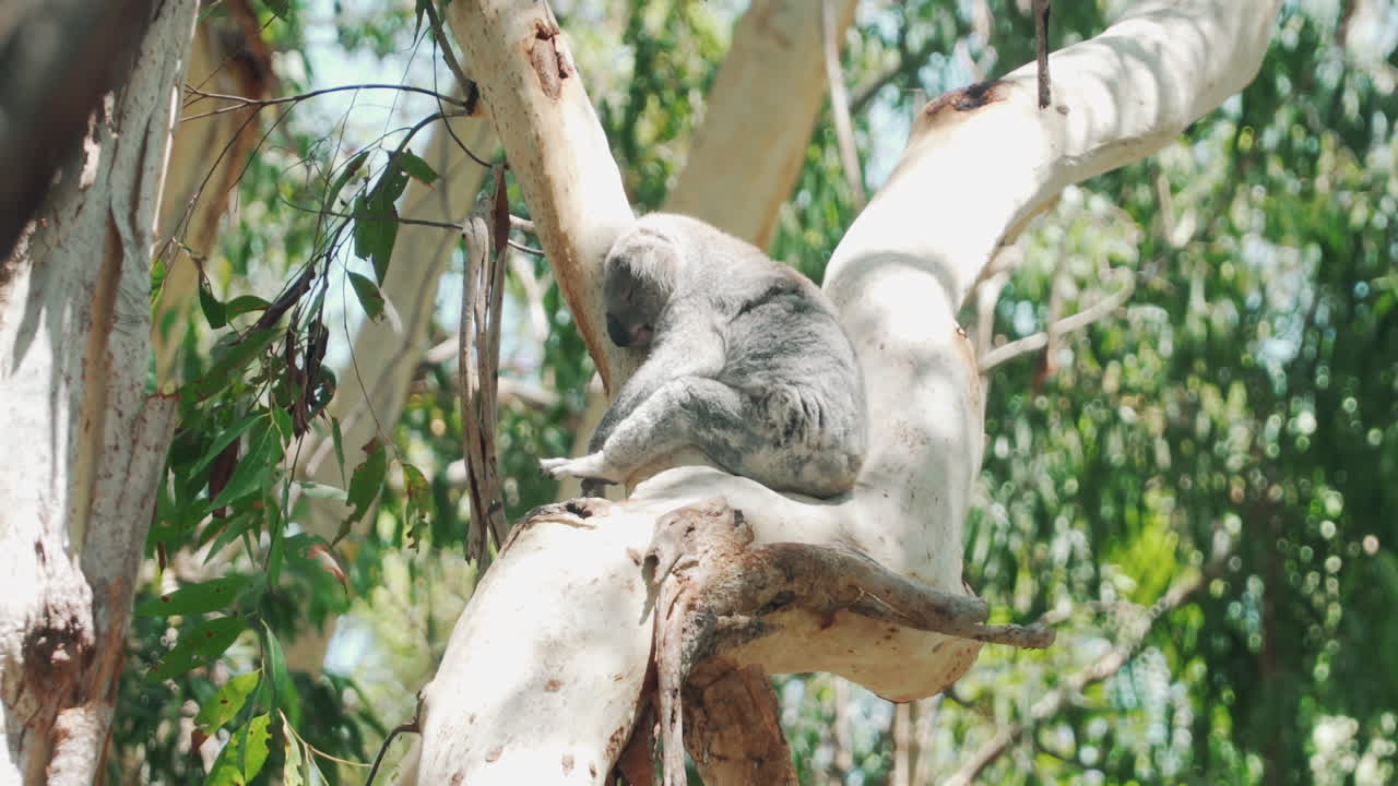 Koala seduto e addormentato su un albero all'Ospedale dei Koala, Port Macquarie, Australia - ripresa dal basso