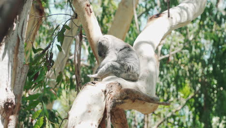 Koala-Bär-Sitzt-Und-Schläft-Auf-Einem-Baum-Im-Koala-Krankenhaus,-Port-Macquarie,-Australien---Low-Angle-Shot