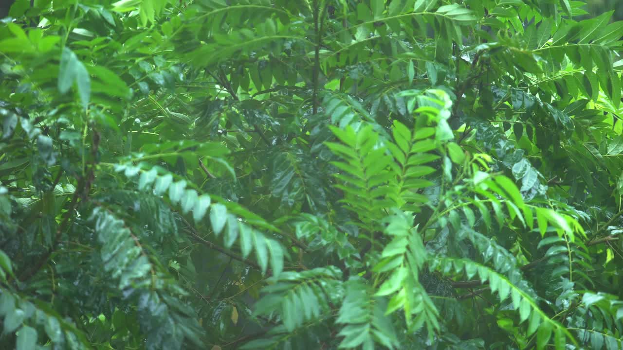 Rain of Meghalay in Forest or hilly areas