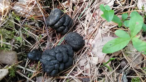 mierda de cerdo del bosque en el bosque en las agujas