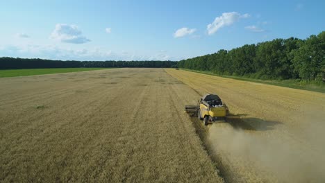 aerial drone footage. following combine harvester gathers the wheat. harvesting grain field. beautiful natural aerial landscape. food industry concept.