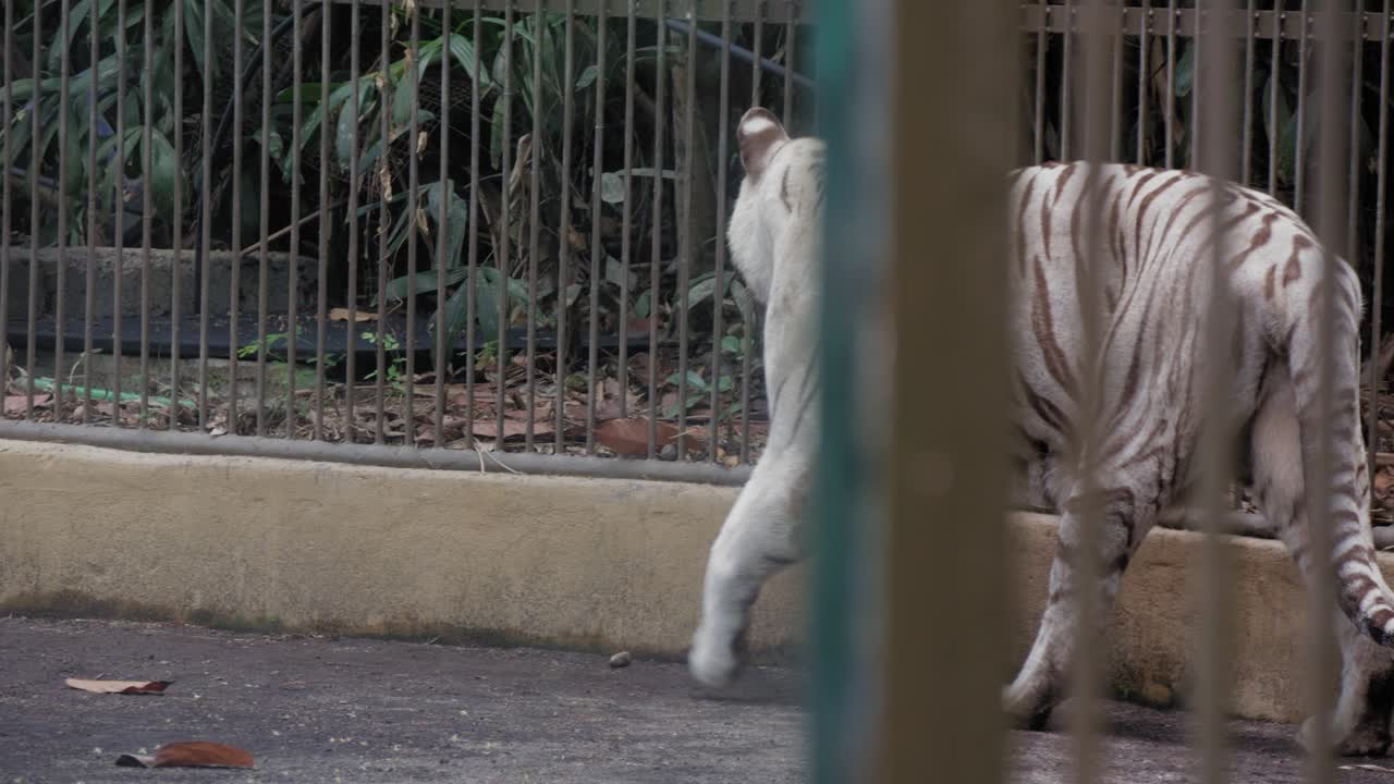 un tigre blanco camina por su jaula