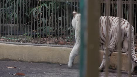 a white tiger walks around in his cage