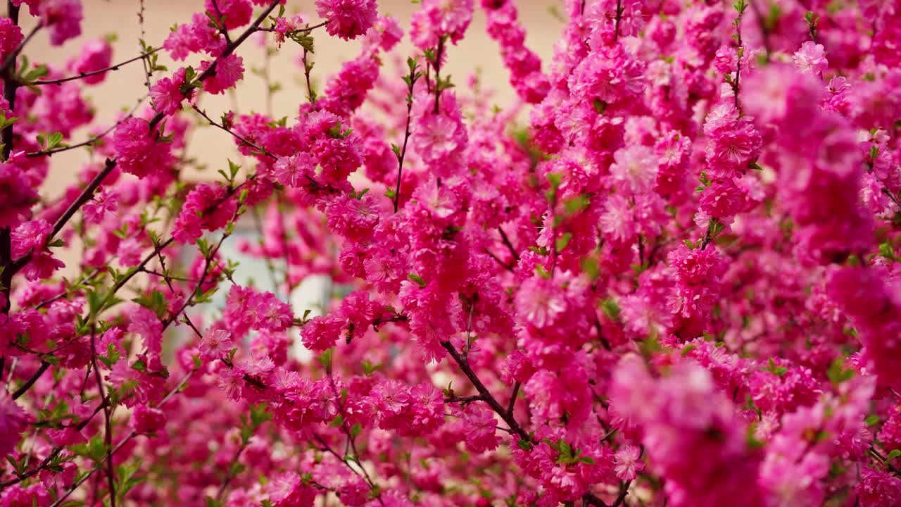 Pink Cherry Blossoms in Bloom
