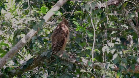 魚烏 (buffy fish owl) 是一個大型烏,但卻是四種烏中最小的