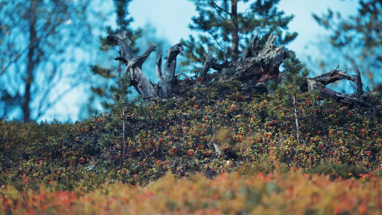 A vibrant mound of colorful vegetation surrounds a weathered tree stump in the autumn tundra.