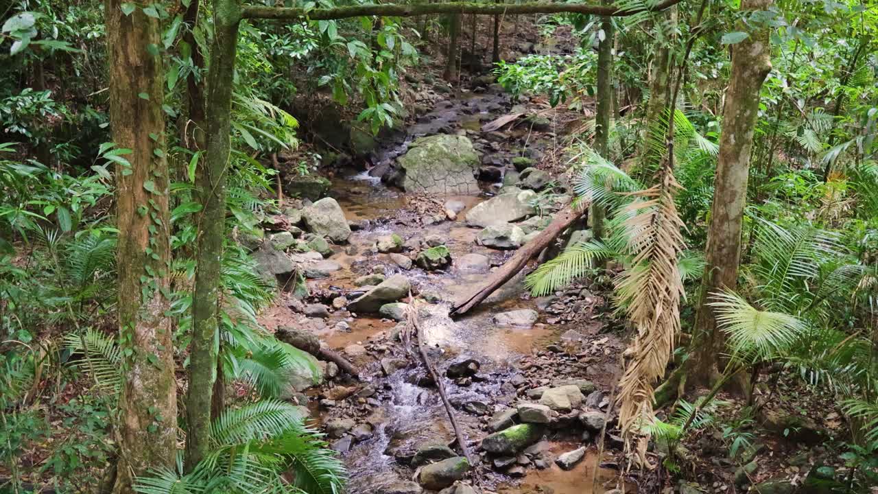 A tranquil rainforest stream flows through dense foliage, showcasing vibrant greenery and natural beauty in a serene environment