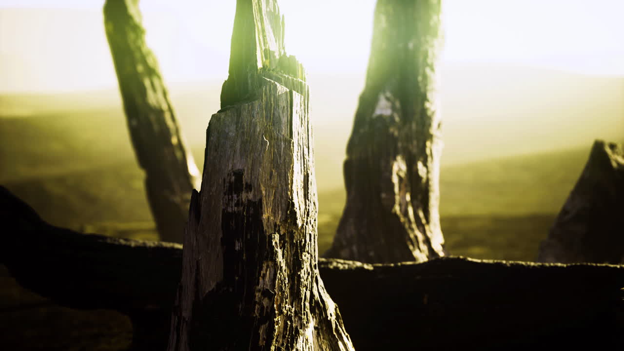 Mystical landscape with weathered tree stumps in golden twilight glow