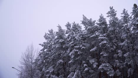 the shot of snowy pine tree tops in the forest in winter on cloudy day