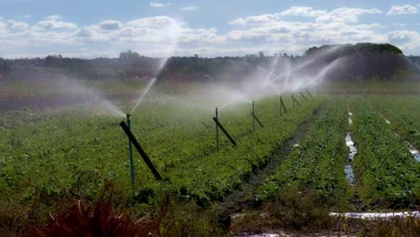 irrigation at an organic farm watering the growing rows crops