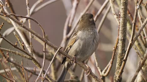 Female-House-Sparrow-or-Sind-sparrow-Perched-and-Jumps-up-on-Shrub-Twigs-in-Slow-Motion