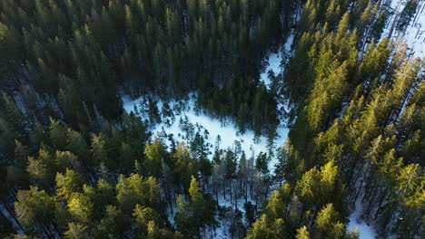 Aerial-circle-descending-over-coniferous-forest-on-Carpathians-mountains