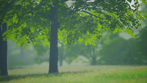 big mapple tree with green leaves in a summer day