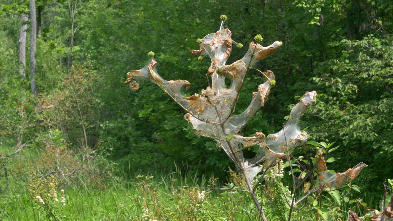 Static shot of caterpillar web in bush on sunny day