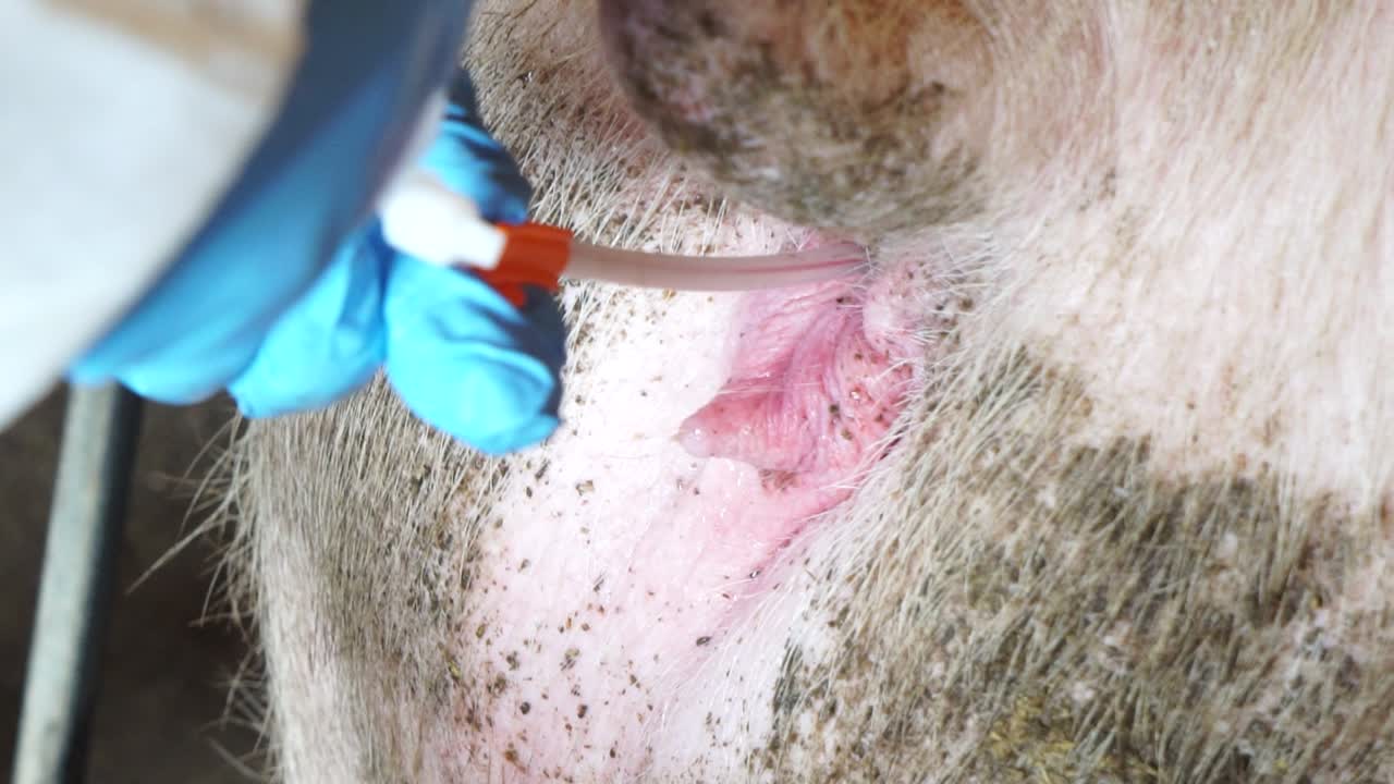 Faceless veterinary injecting medicine to farrowing sow