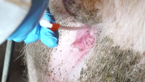 faceless veterinary injecting medicine to farrowing sow