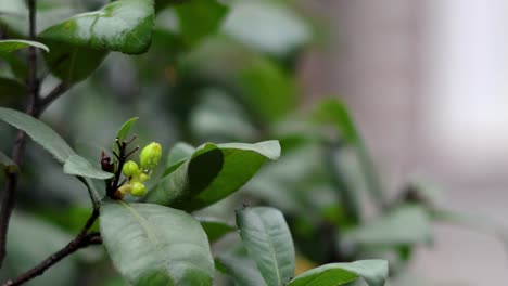 detailed view of green leaves with small budding growths against a blurred background.