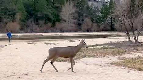 deer walking in the woods and forests of yosemite national park in california during the spring and summer seasons.