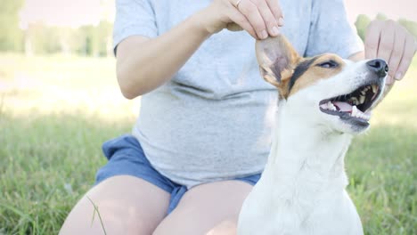 woman with her dog on the grass