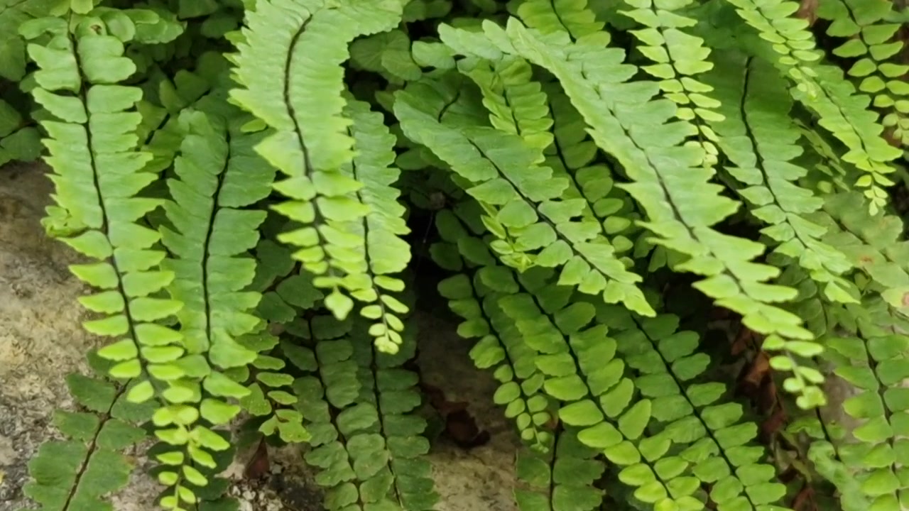 Primo piano dettagliato di fogliame di felce verde vibrante che cresce in un ambiente boschivo naturale, mostrando foglie delicate e texture organiche.