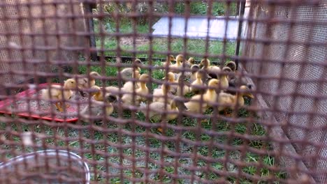 yellow and gray ducks walk on the paddock.