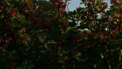 redcurrants growing in garden, forest and countryside background, crane shot