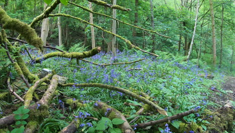 forest woods with bluebells, tree trunks and roots covered in moss