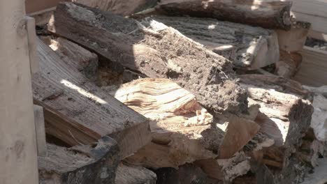 A-man-stacks-firewood-neatly-to-prepare-for-winter