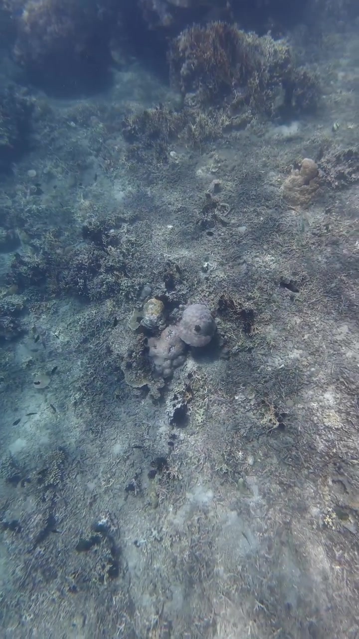 Octopus Hiding Among Coral Reef Underwater