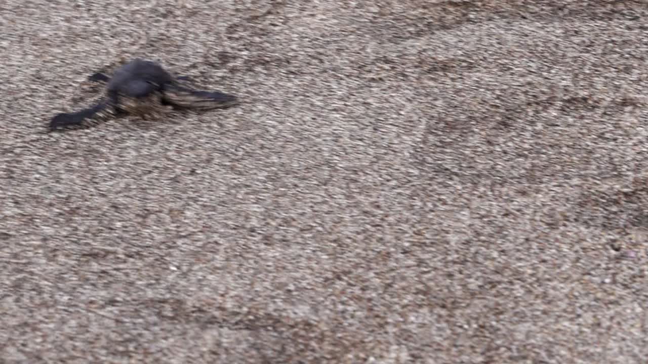 Baby marine turtle crawls downhill to the ocean