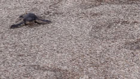 Baby-marine-turtle-crawls-downhill-to-the-ocean