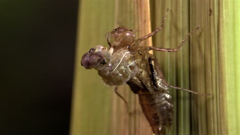 una libélula sufre una metamorfosis de nacimiento