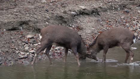 sika deer, young bucks headbutting and challenging each other during mating season