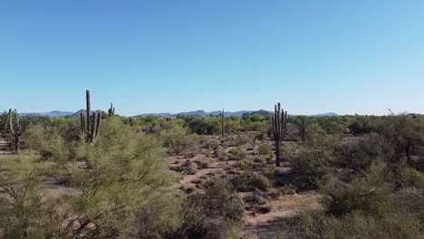 Cactus-Y-Plantas-Desérticas-En-Un-Paisaje-Escénico-Durante-Una-Mañana-Cálida,-Soleada-Y-Azul-Clara